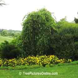 Weeping Mulberry: Landscaping with Mulberry Tree | Trees:Mulberry at TreePicturesOnline.com