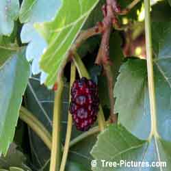 Mulberries: Picture of Mulberry Tree Fruit | Trees:Mulberry+Fruit @ TreePicturesOnline.com