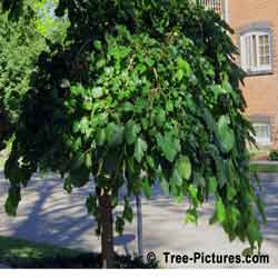 Mulberry Tree, Picture of Trimmed Mulberry | Trees:Mulberry at TreePicturesOnline.com