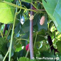 Mulberry Tree, Picture of Mulberry Fruit Tree | Trees:Mulberry @ TreePicturesOnline.com
