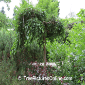 Mulberry Tree; Picture of a Weeping Mulberry Tree