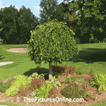 Mulberry Tree Pictures; Shaped Trimmed Mulberry Shrub | Trees:Mulberry at TreePicturesOnline.com