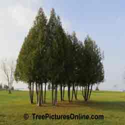 Cedar Tree Landscaping: Branches Trimmed up on Park Cedar Trees