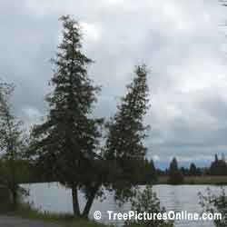 Cedar Trees; One or Two Cedars by the River