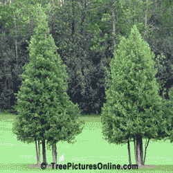 Cedar Tree; Two Golf Cedars