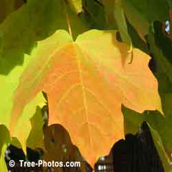 Maples Leaf, Yellow Maple Tree Leaf in Autumn Colors | Tree:Maple+Leaf @ TreePicturesOnline.com