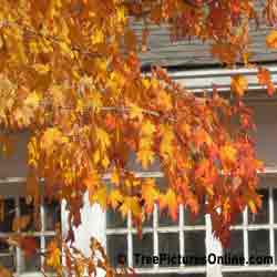 Maples Leaves, Maple Tree in Autumn | Tree:Maple @ TreePicturesOnline.com