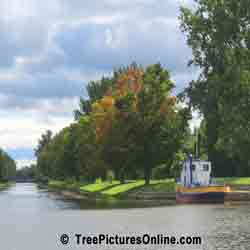 Maple: Maple Trees on the Canal; Peterborough, Ontario, Canada | Tree:Maple @ TreePicturesOnline.com