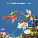 Maple Tree Pictures: Red Maple Tree Type