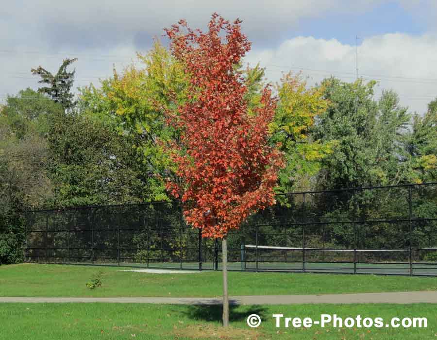 Maples: Red Maple Tree