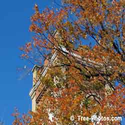 Maple Leaf: Fall Maple Tree Leaves, Toronto, Canada | Tree:Maples+Autumn @ TreePicturesOnline.com