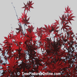 Tree Pictures: Red Japanese Maple Leaves in the Autumn