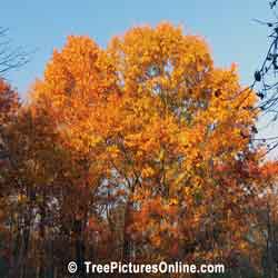 Oak Tree Pictures: Autumn Oak Trees showing Beautiful Autumn Oranges