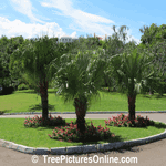 Palm Trees: Picture of 3 Palm Tree Landscaping