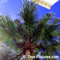 Palm Tree, Underside of Palm Leaves