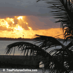 Palms: Palm Tree Sunrise