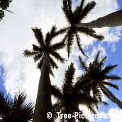 Palms: Palm Tree Image into Sky, Bermuda | Tree:Palm+Leaves @ TreePicturesOnline.com