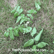 Walnut Tree Pictures; Broken Off Branch Illustrating Compound Leaf structure with New Walnuts Growing