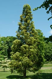 japanese cedar tree