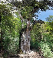 japanese cedar tree
