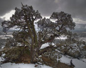 Pictures of Juniper Trees: Juniper tree in winter