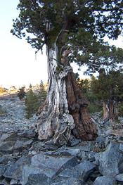 juniper tree picture