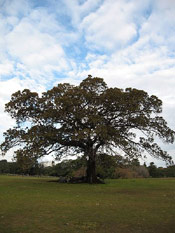 Large Fig Tree