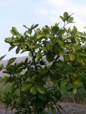 lime tree photo