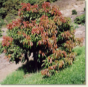 litchi tree