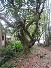 litchi tree picture