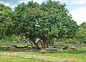 litchi tree