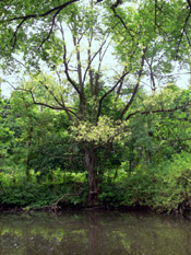 locust tree image