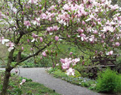 magnolia tree image