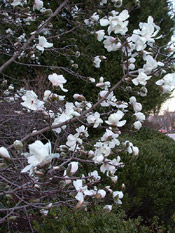 magnolia tree flowers