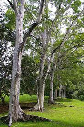Pictures of Mahogany Trees: Mahogany Trees Planted in a Row