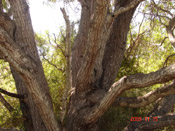 mahogany tree trunk