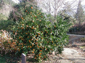 Orange Tree Pictures, Mandarin Orange Tree