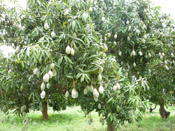 mango tree picture