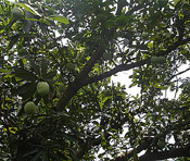 mango branches