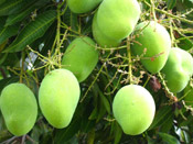 mango tree fruit