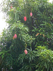 mango tree image