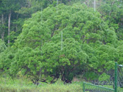 mango tree pic