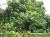 mango tree picture