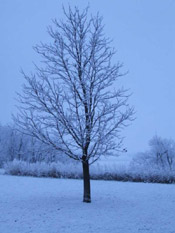 maple tree in winter