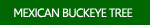 Mexican Buckeye Images