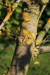 mulberry tree bark