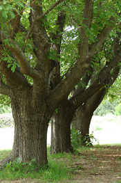 mulberry tree image