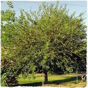 mulberry tree pic