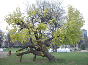 mulberry tree picture