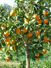 nice orange tree